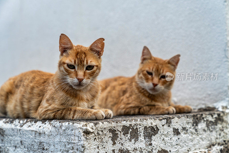 猫特写