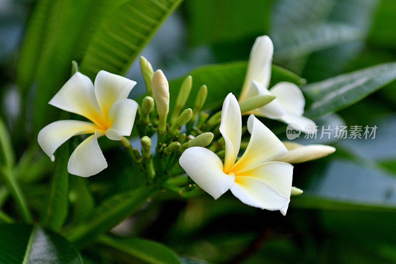 花:鸡蛋花