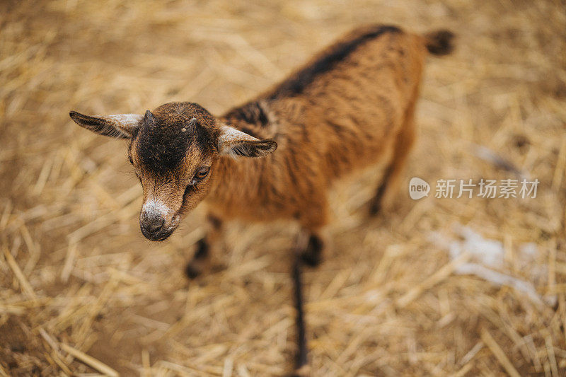 小山羊站在宠物动物园