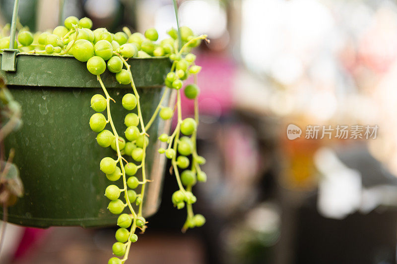挂在冬季花园佛罗里达农贸市场的绿色珍珠串盆栽植物
