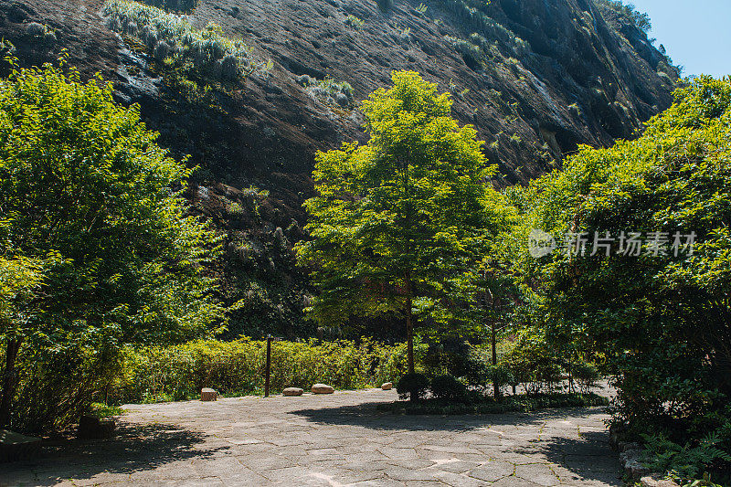 福建南平武夷山大红袍茶园