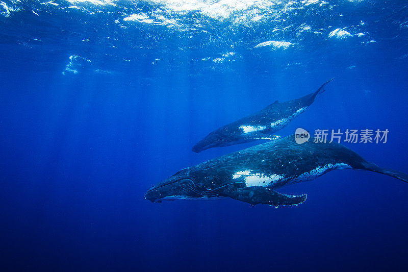 两只大型成年座头鲸在清澈的蓝色开阔海洋中游泳的水下景观