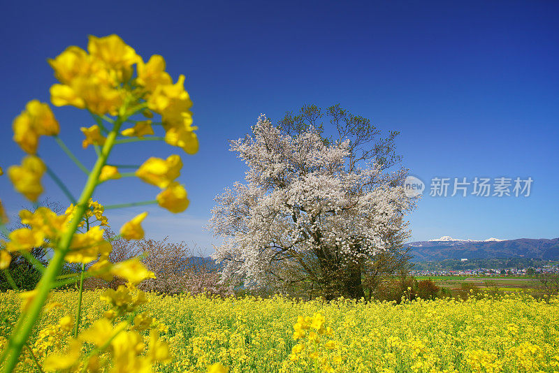 远观樱花和油菜花盛开的妙古山，日本，长野县，饭山，长野县