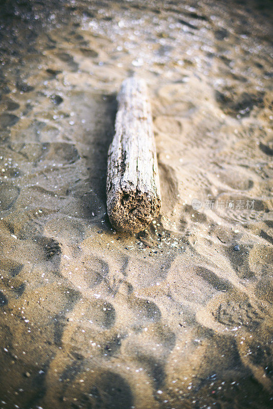 海滩上的浮木