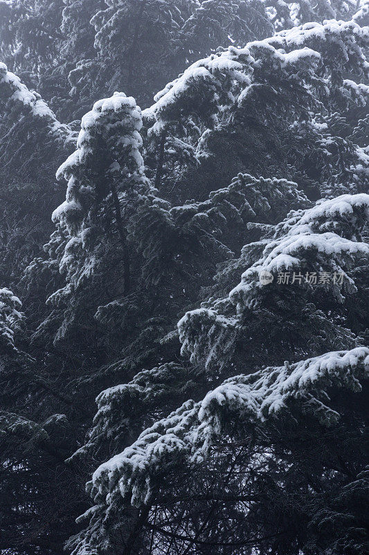 树枝上的雪