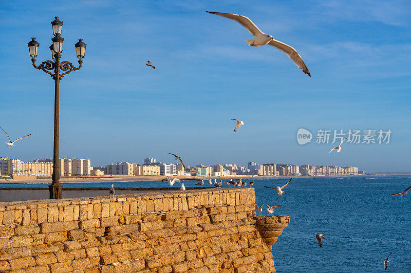 加的斯城市的天际线和海滩与海鸥在西班牙安达卢西亚