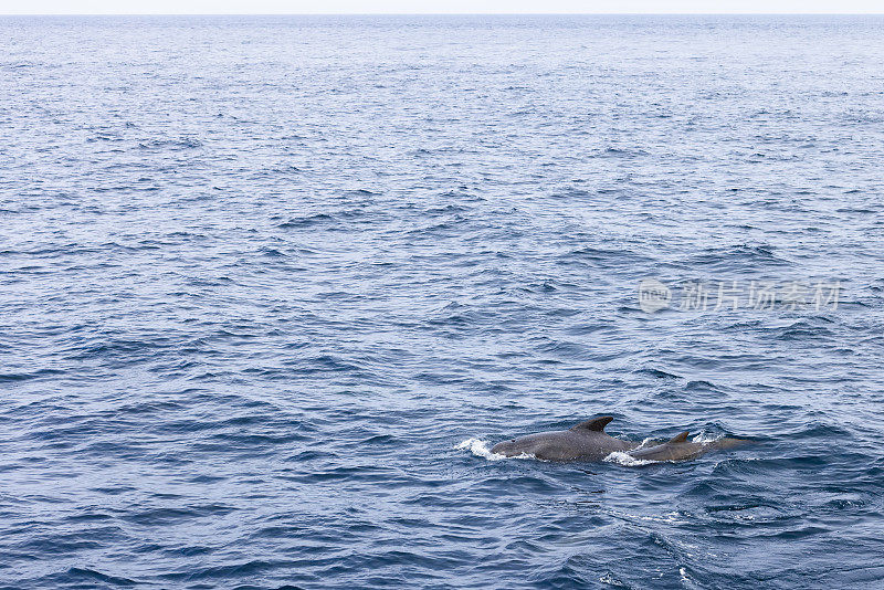 一头母领航鲸和她的幼鲸穿越挪威海宁静、广阔的水域，它们的深色与微妙的灰色和蓝色形成对比