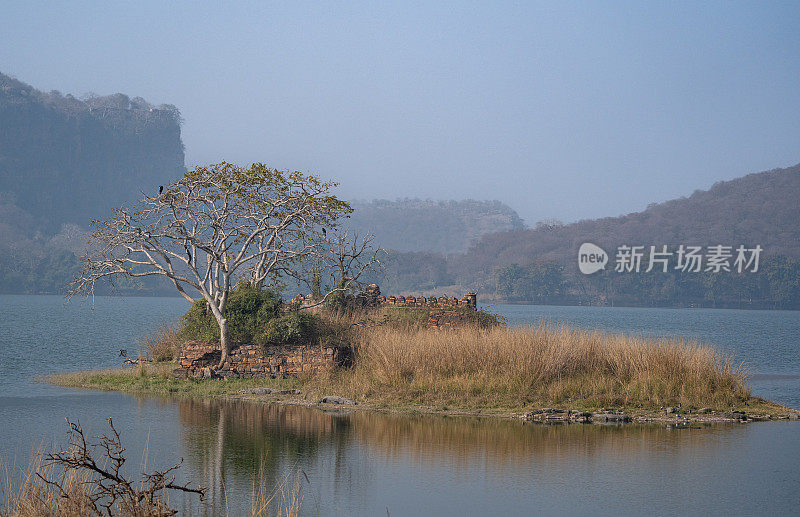 野生鳄鱼在印度拉贾斯坦邦Ranthambore国家公园的一个岛上晒日光浴