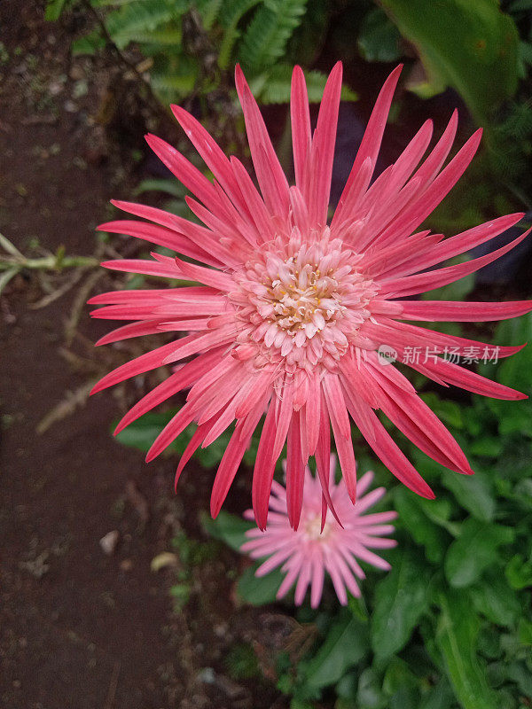 粉色巴伯顿雏菊非洲花