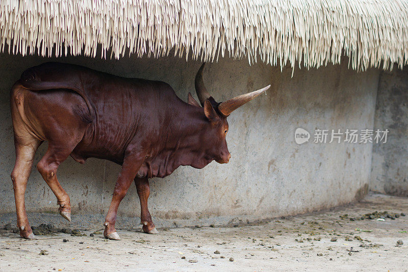 Ankole-Watusi是一种现代美国家养牛。它起源于东非和中非的Sanga牛品种Ankole组。它的特点是有非常大的角。
