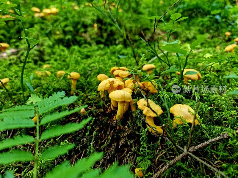 鸡油菌mushroms