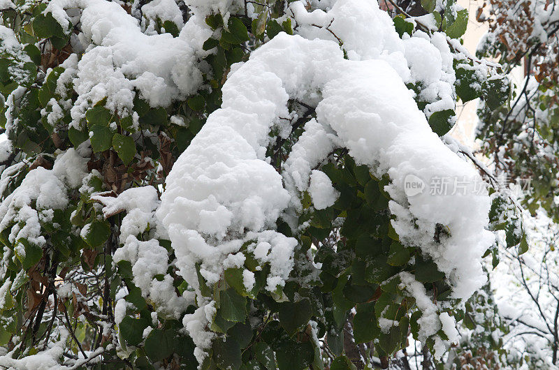 大风和大雪过后，树枝上的小雪堆上有新鲜的树叶