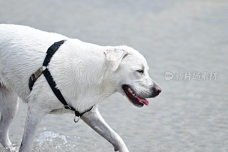 拉布拉多猎犬小狗