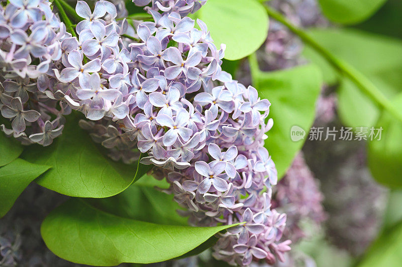 丁香花靠近背景