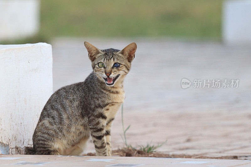 日落时分，猫在海滩上玩耍