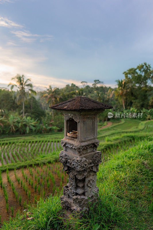 印尼巴厘岛的Tegallalang稻田风景