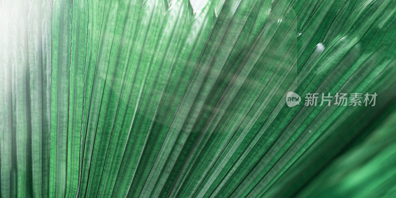 绿色棕榈叶作为设计的自然背景，抽象的自然景观。详细的热带树叶，条纹线光影。特写照片奇异的树叶。抽象自然横幅