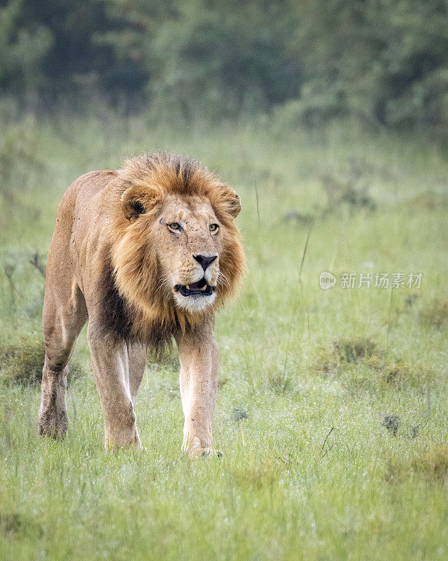 肯尼亚马赛马拉，狮子在行走和呼唤