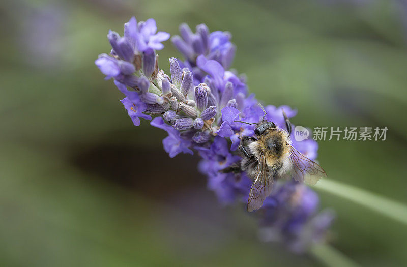 大黄蜂在薰衣草花上