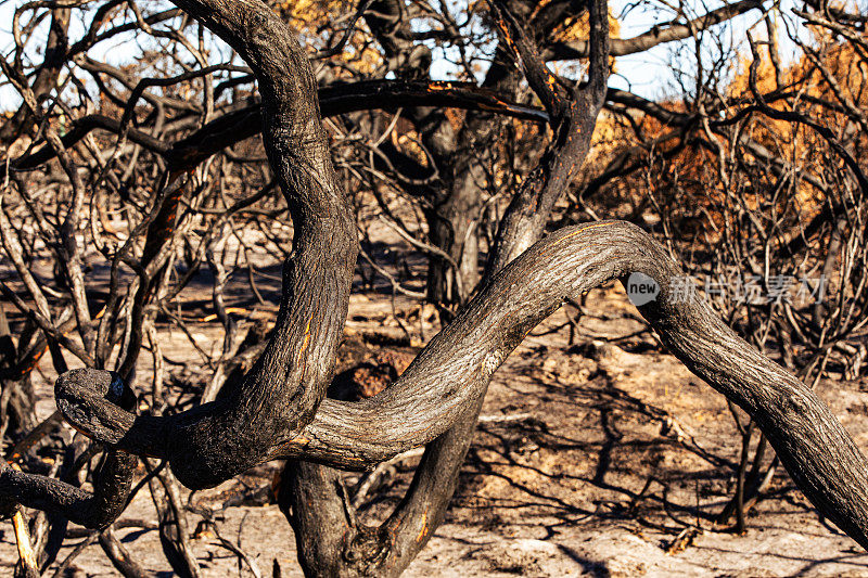 澳大利亚森林大火后干燥、被烧毁的丛林