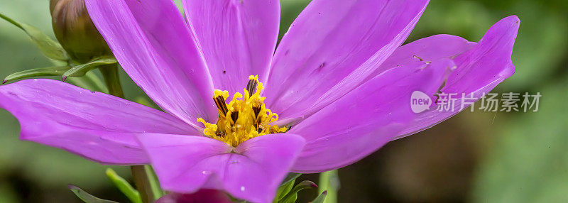 在亨廷顿自然保护区的紫色宇宙花