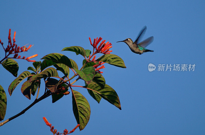 古巴蜂蜂鸟雌性