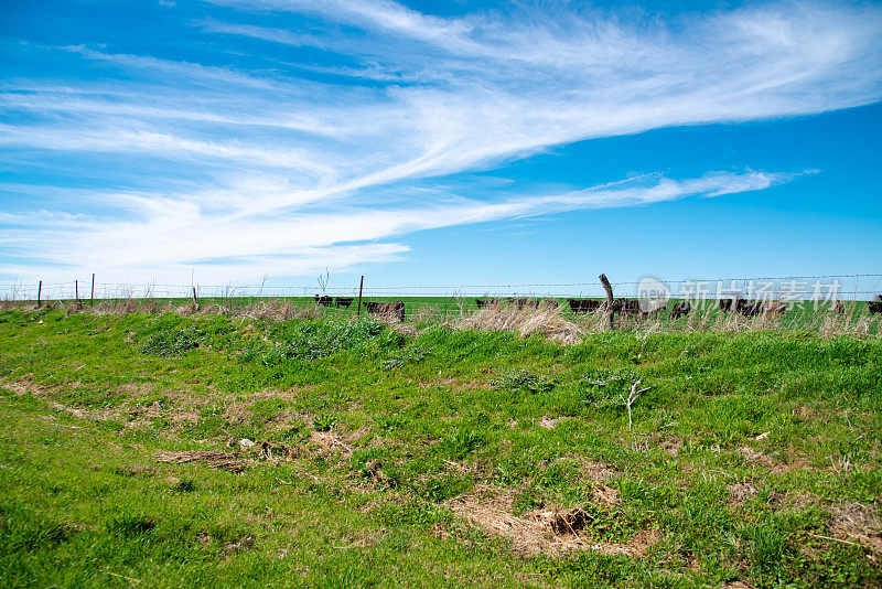 在德州北部的农村地区，有倒刺的铁丝网和栅栏，在晴朗的云蓝色的天空下，自由牧场放牧牛，牧场放牧大群的动物，农场边境保护