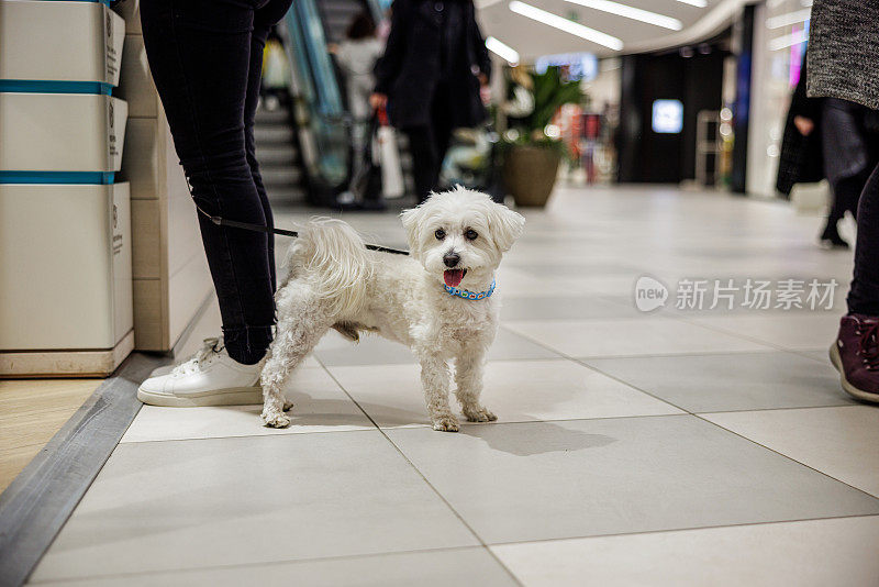 可爱的小狗在女人购物的时候看着人们