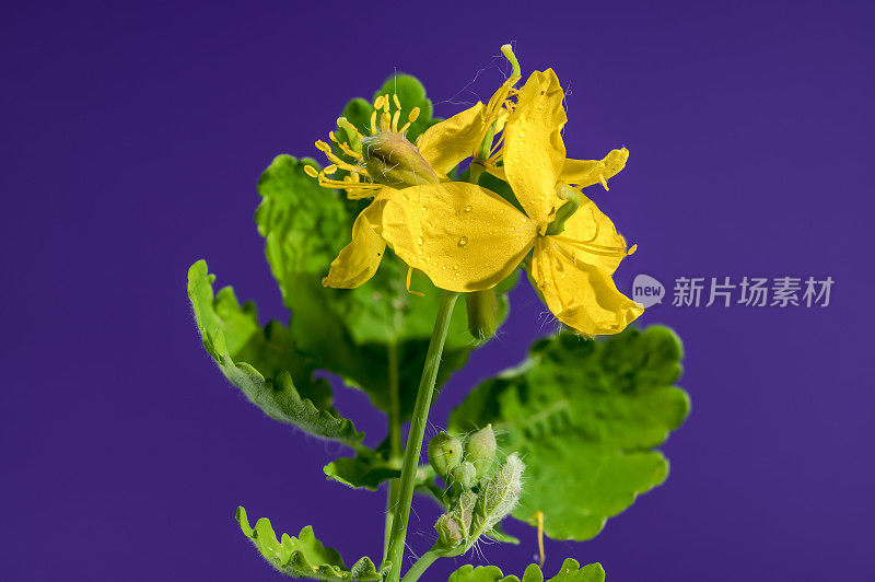 盛开的黄色较小的白屈菜在紫色的背景