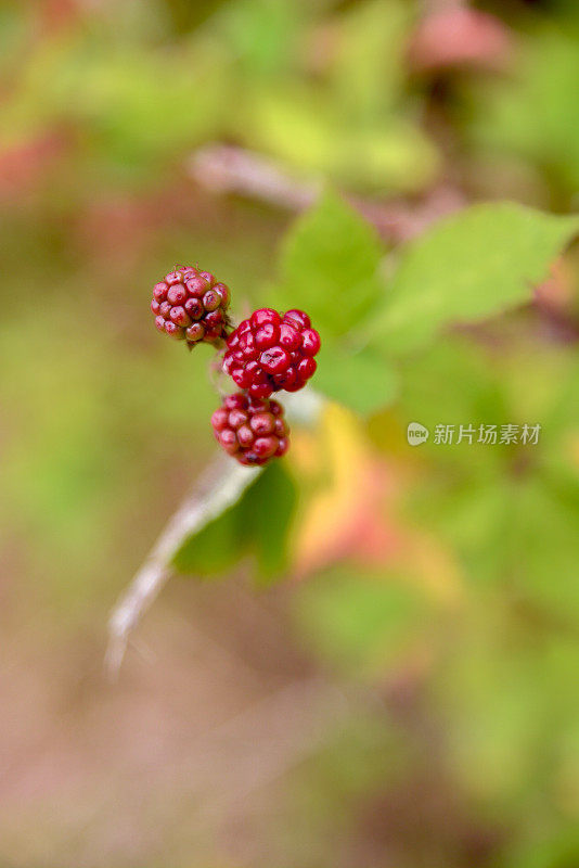 博伊森莓果实与自己的叶子在自然界