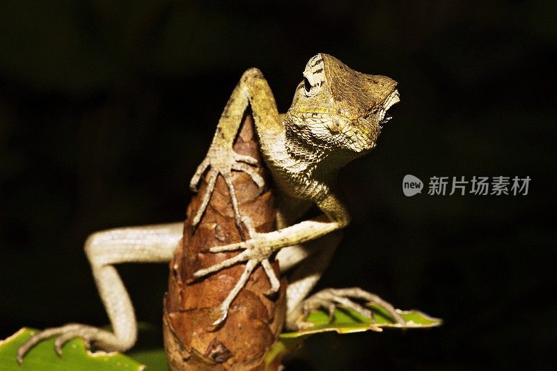 树枝上的变色龙(黑色背景)