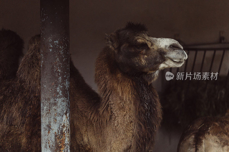 华丽的棕色双峰驼