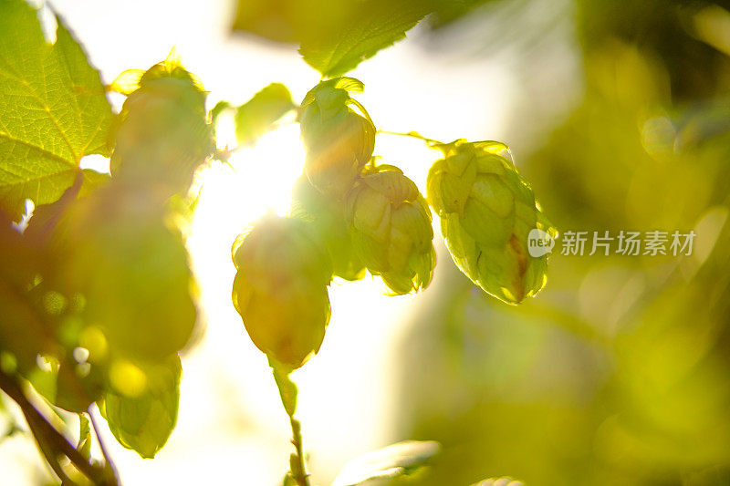 在自然界中夏季生长的啤酒花用于啤酒酿造