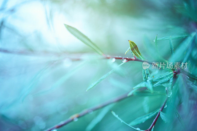 绿色的自然背景与柳枝和雨滴