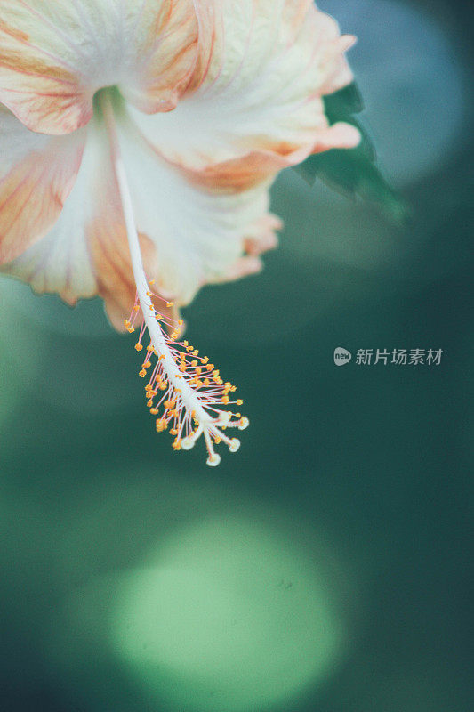 芙蓉花的特写