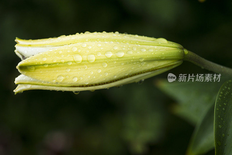 雨淋浴