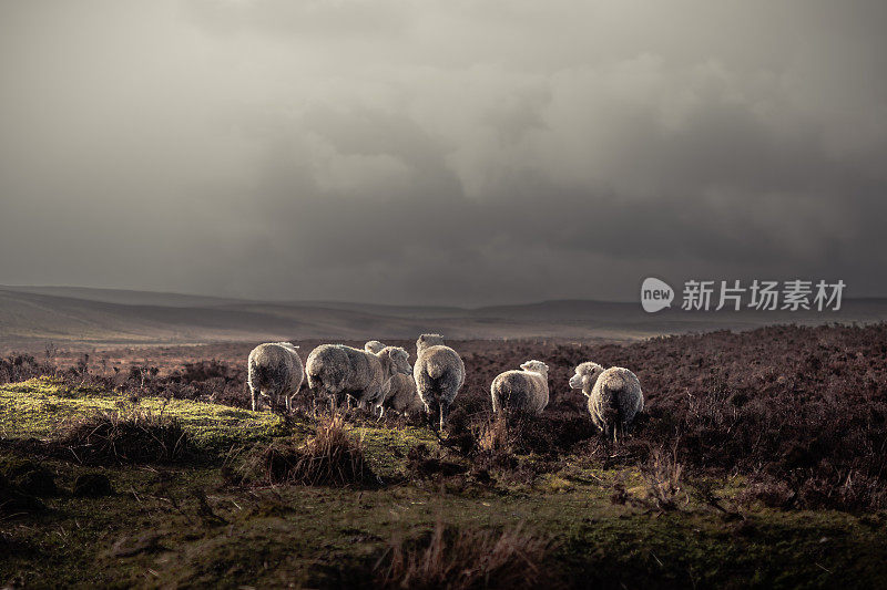 羊群走到远处，在野外披着厚厚的外套，与远处的山和阴沉的天空