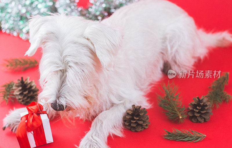 雪纳瑞犬圣诞节