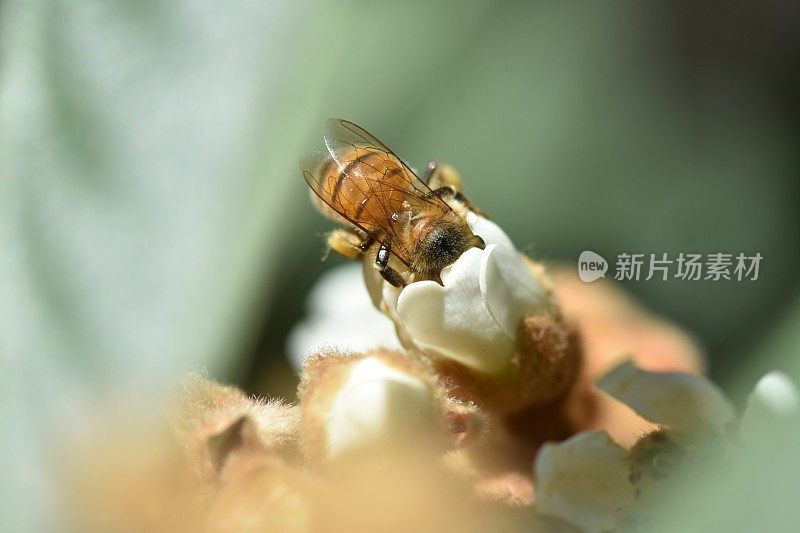 近距离观察一只蜜蜂从一朵花中吸食花蜜