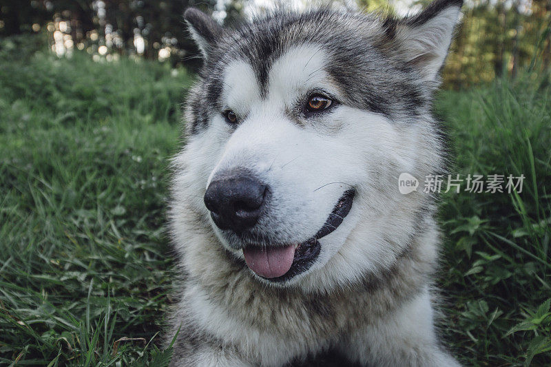 美丽的雪橇犬躺在草地上，戴着gps项圈