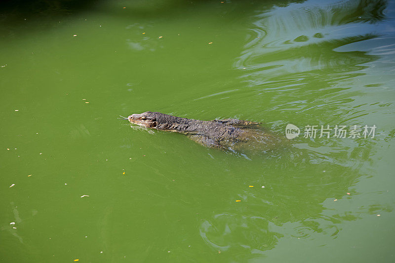 游泳水监测