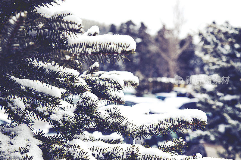雪和松树