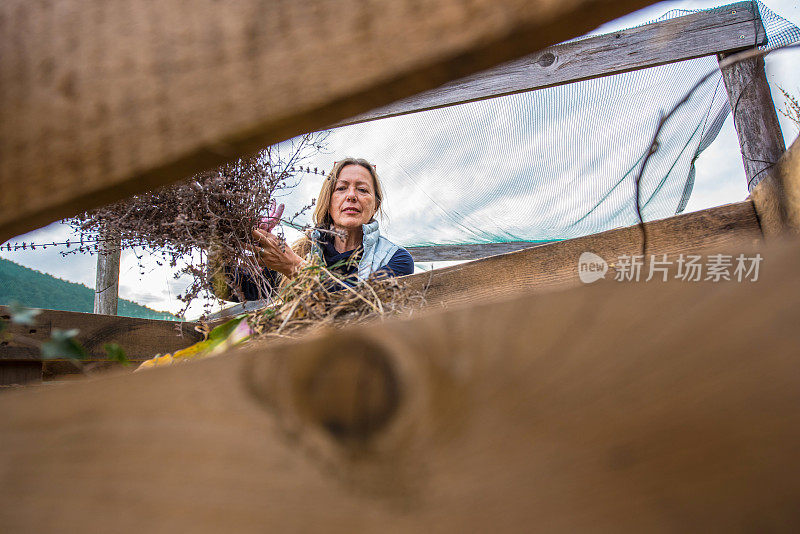 成熟的女人把干树枝放在堆肥箱里