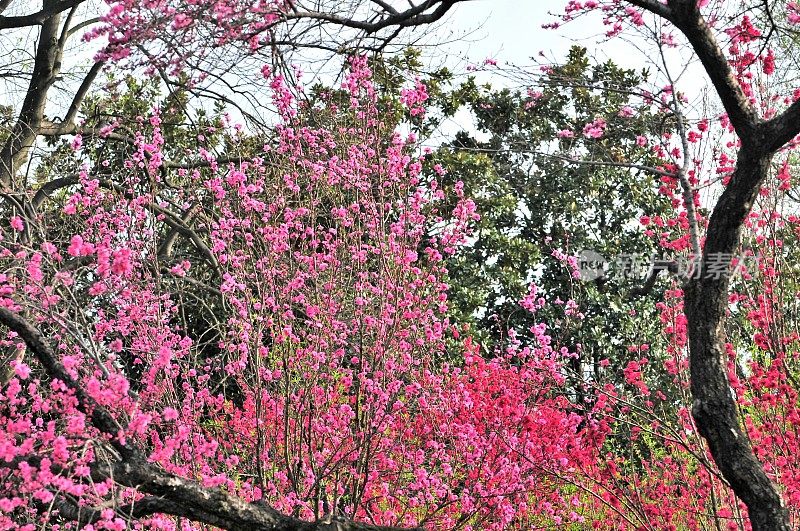 东京的春色:桃花盛开