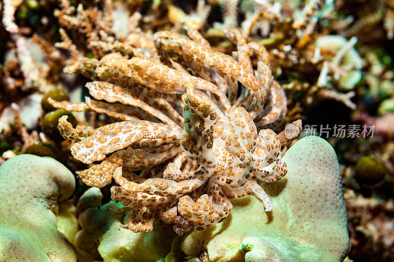印度尼西亚科莫多国家公园，罕见的太阳能海蛞蝓