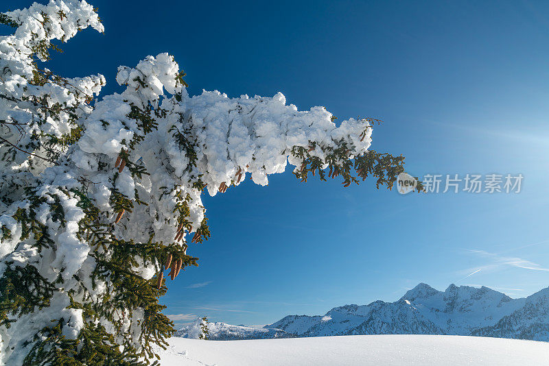 在阳光明媚的冬日里，高山高处的树木被大量的积雪压得向一边倾斜