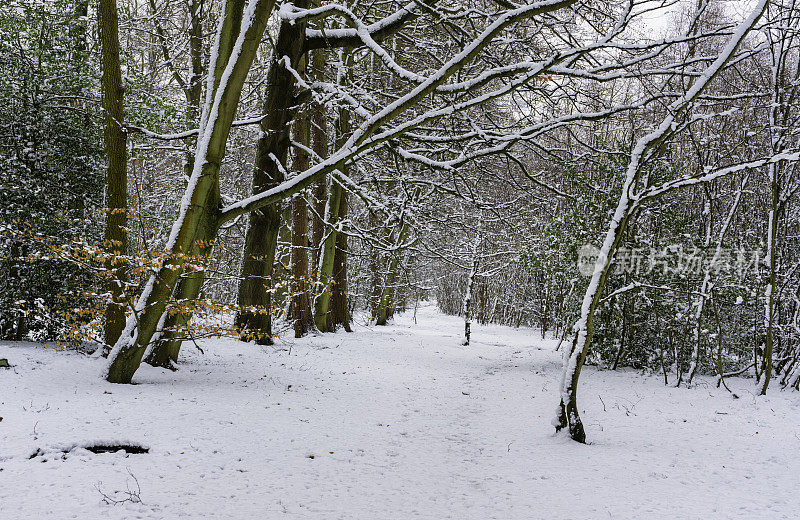 下雪的森林场景