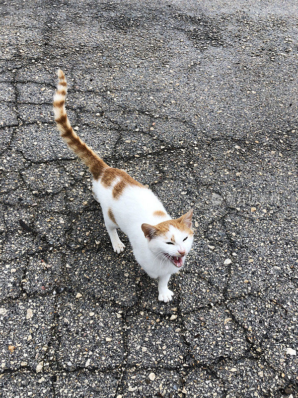 希腊可爱的流浪猫