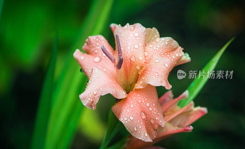 剑兰上的夏雨