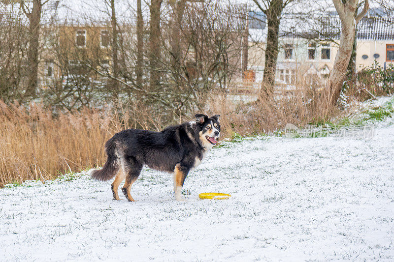 雪中的博德牧羊犬